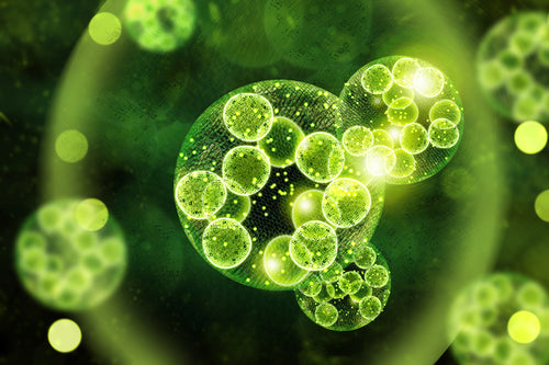 Chlorella