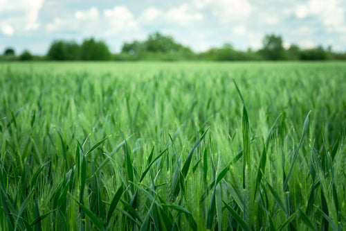 Wheatgrass